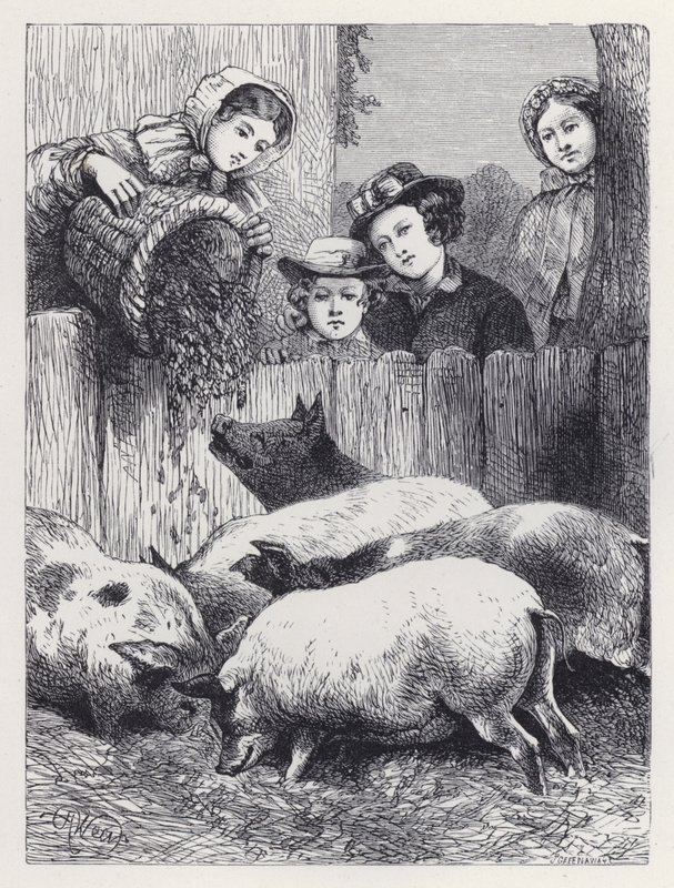 Mating av grisene (gravering) av Harrison William Weir