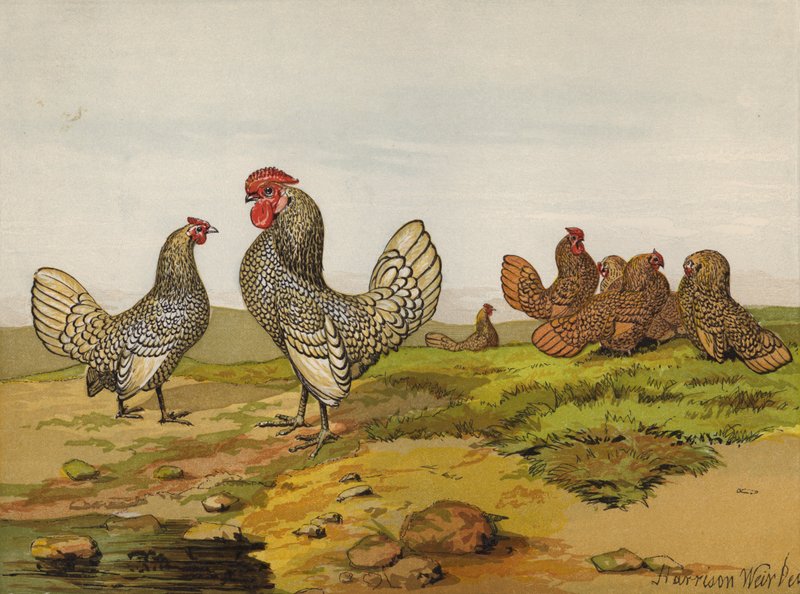 Bantams i gull og sølv (chromolitho) av Harrison William Weir