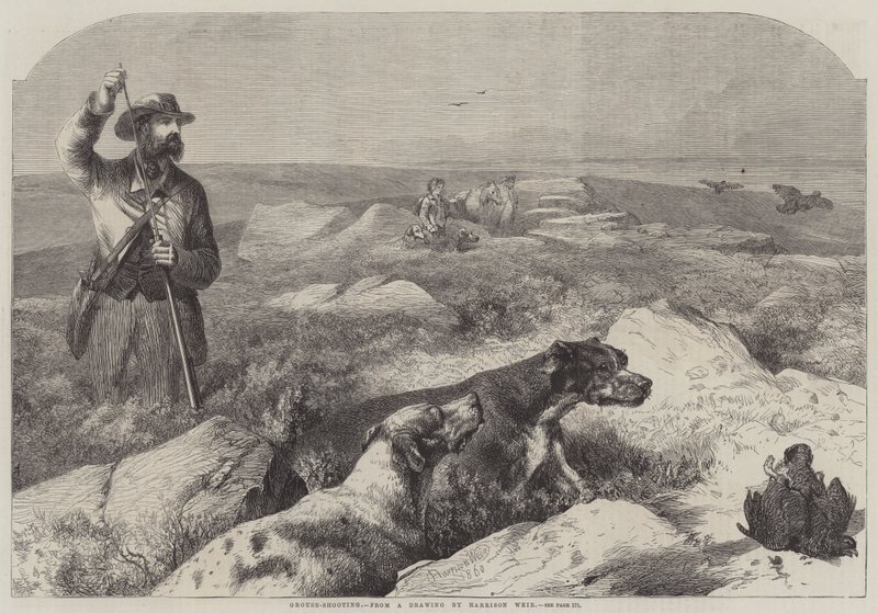 Rypeskyting (gravering) av Harrison William Weir