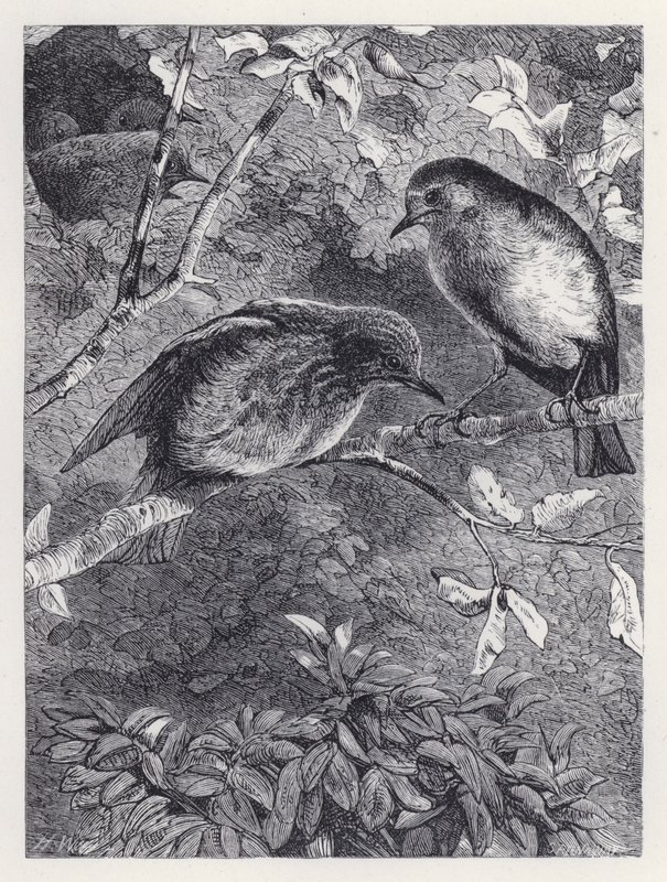 Lære å fly (gravering) av Harrison William Weir