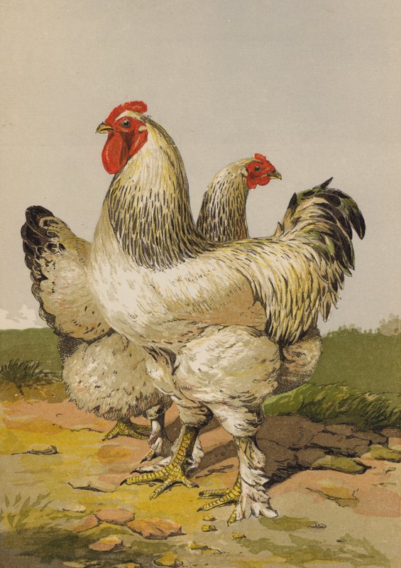 Lett Brahmas (chromolitho) av Harrison William Weir