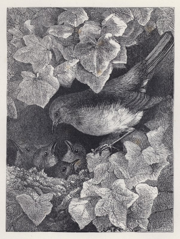 Robin forelest av sin far (gravering) av Harrison William Weir