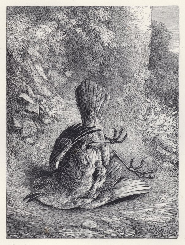 Robin Stunned by His Fall (gravering) av Harrison William Weir