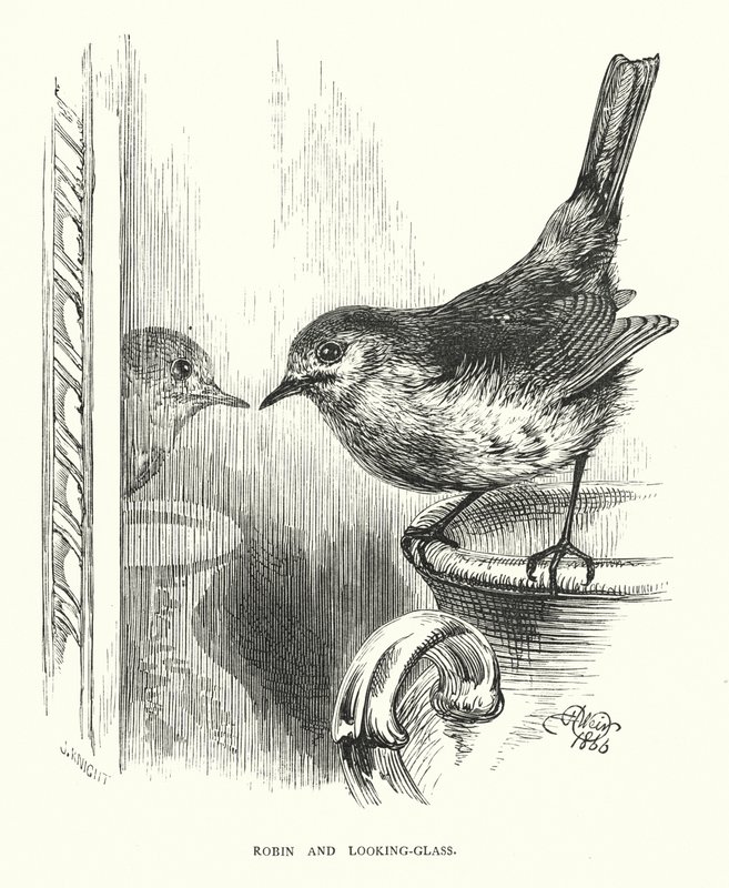 Robin og look-glass (gravering) av Harrison William Weir
