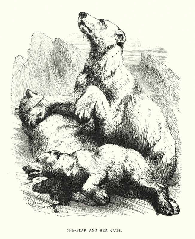 Hun-bjørn og ungene hennes (gravering) av Harrison William Weir