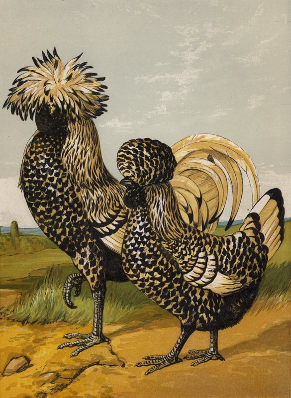 Sølvpolsk (chromolitho) av Harrison William Weir