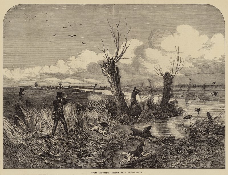 Snipe skyting av Harrison William Weir