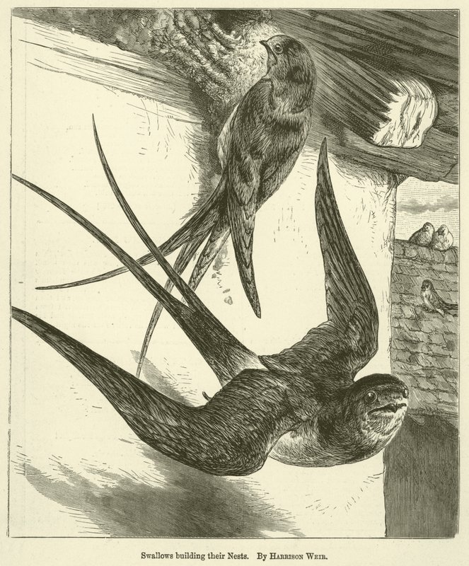 Svaler bygger reir av Harrison William Weir