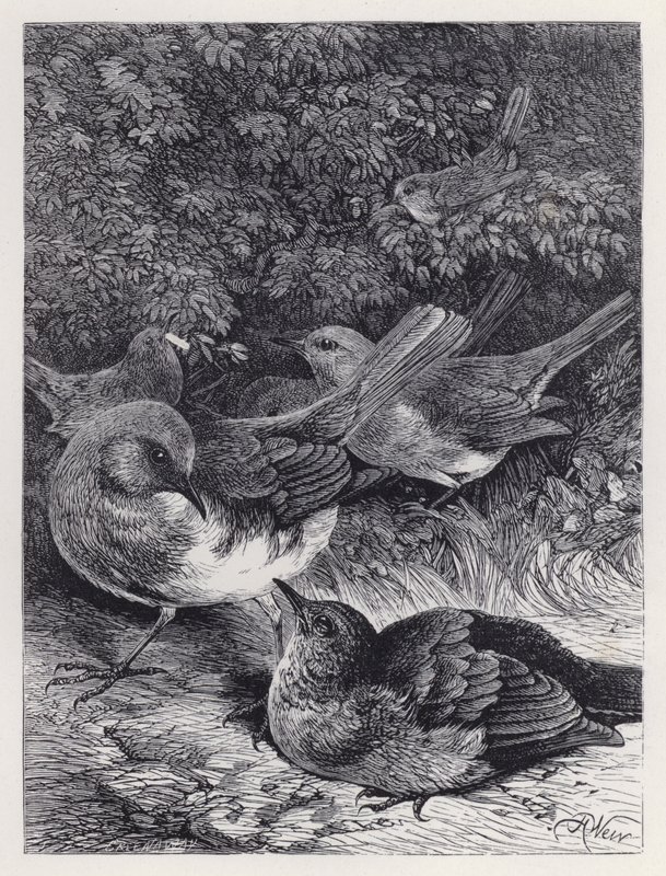 The Greedy Young Robin (gravering) av Harrison William Weir