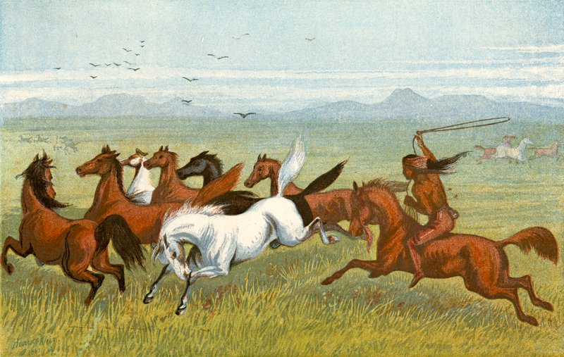 The Horse - 