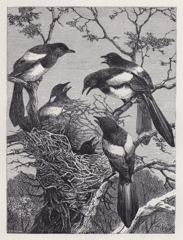 Magpies and their Nest (gravering) av Harrison William Weir