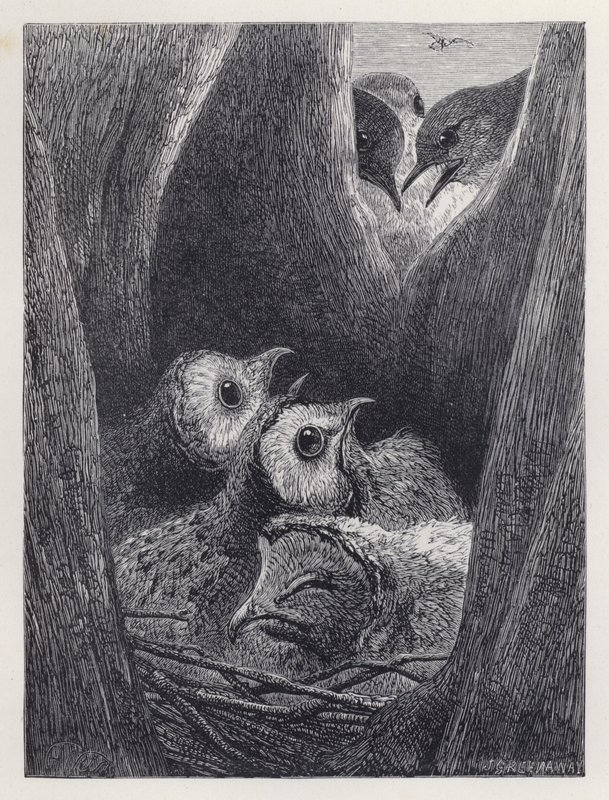 The Nest of Young Owls (gravering) av Harrison William Weir