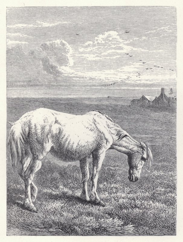 Den gamle hesten (gravering) av Harrison William Weir