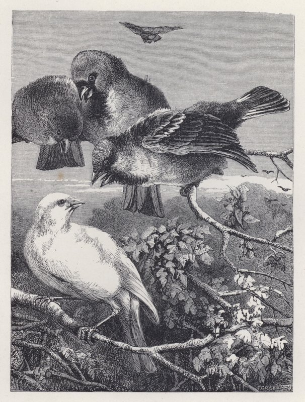 Den forfulgte kanarifuglen (gravering) av Harrison William Weir