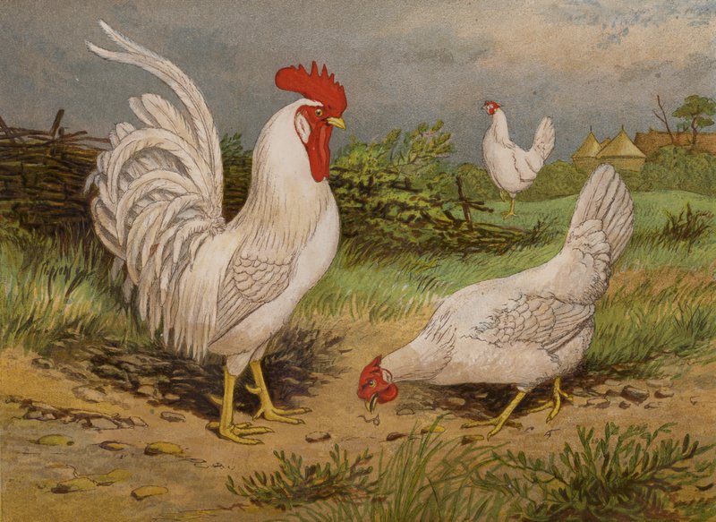 White Leghorns (chromolitho) av Harrison William Weir