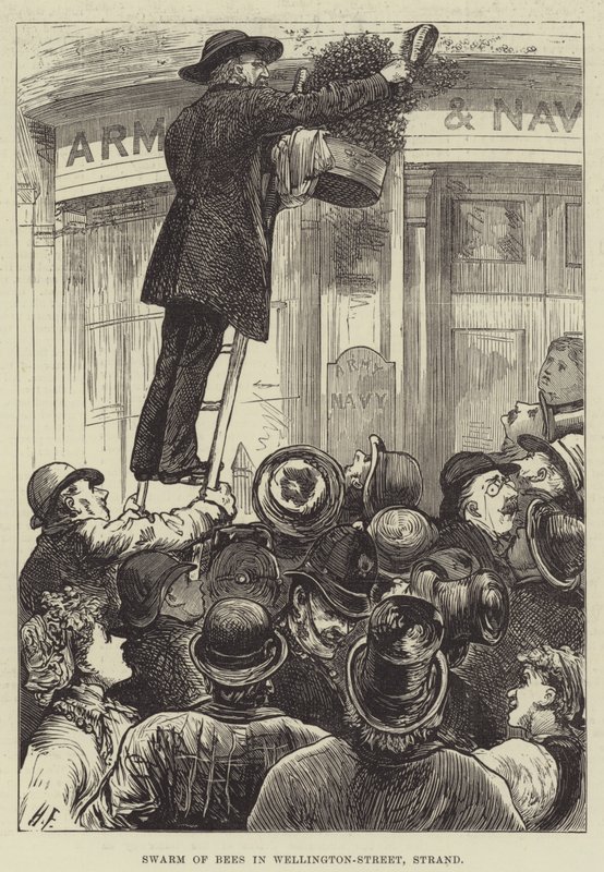 Bisverm i Wellington-Street, Strand av Harry Furniss