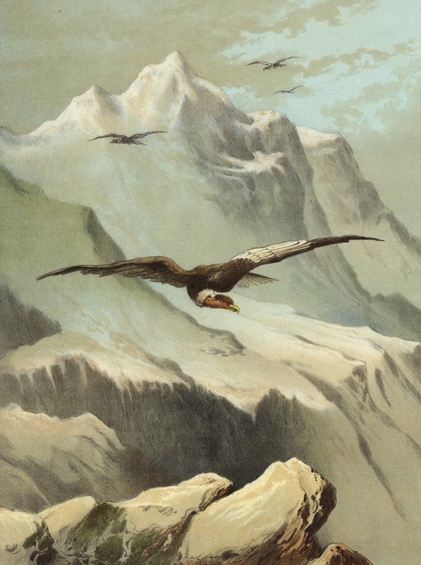 Condor (chromolitho) av Hector Giacomelli