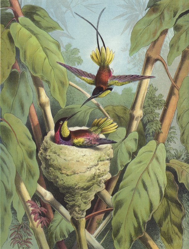 Kolibri (chromolitho) av Hector Giacomelli