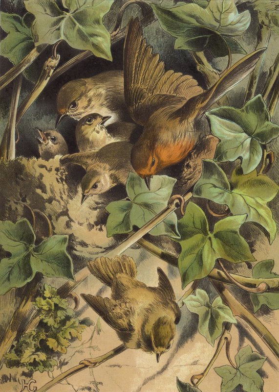 Robin, forlater redet (chromolitho) av Hector Giacomelli
