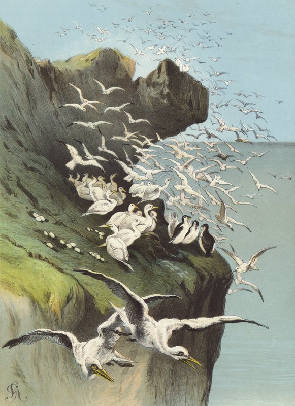 Solan gjess (chromolitho) av Hector Giacomelli
