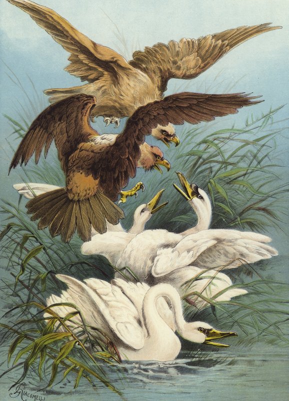 Svaner og ørner (chromolitho) av Hector Giacomelli