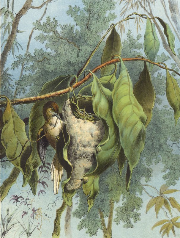 Tailor Bird (chromolitho) av Hector Giacomelli