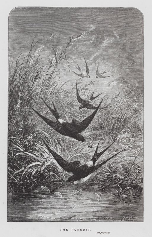 The Insect: The Pursuit (gravering) av Hector Giacomelli