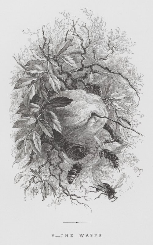 Insektet: Vepsene (gravering) av Hector Giacomelli