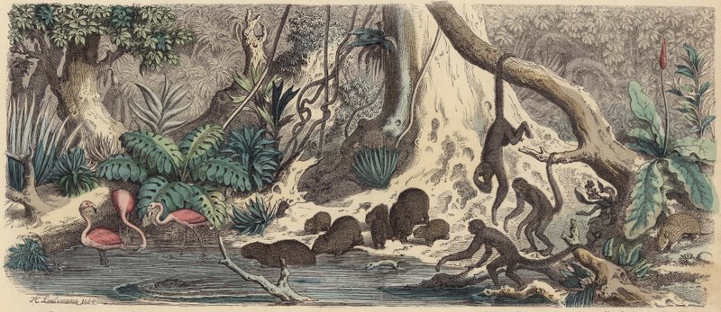 Elvebredden i Guyana (farget gravering) av Heinrich Leutemann