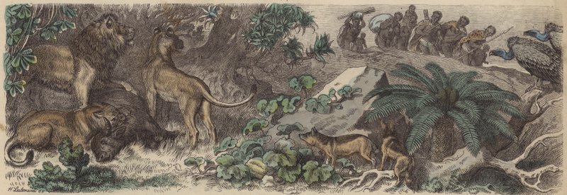 Sør-Afrika (farget gravering) av Heinrich Leutemann
