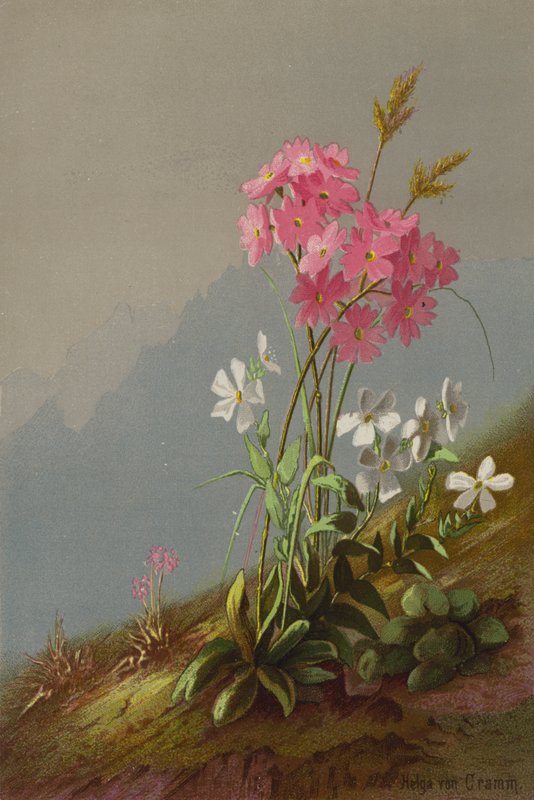 Fjellblomster av Helga von Cramm
