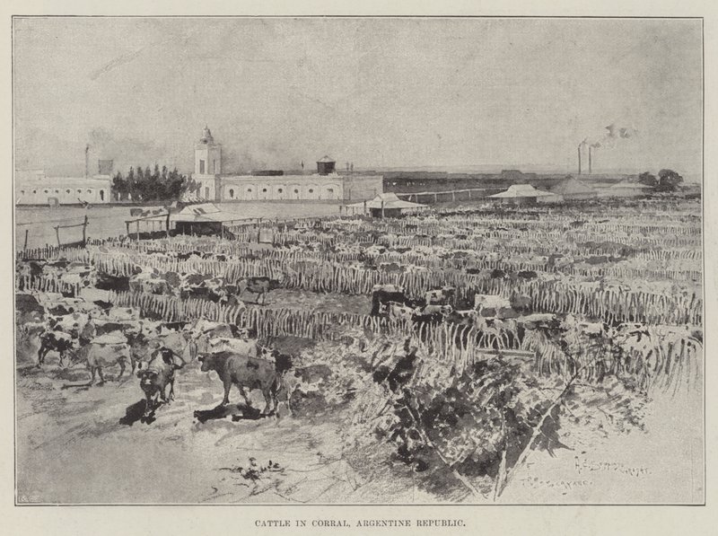 Storfe i Corral, Argentina av Henry Charles Seppings Wright