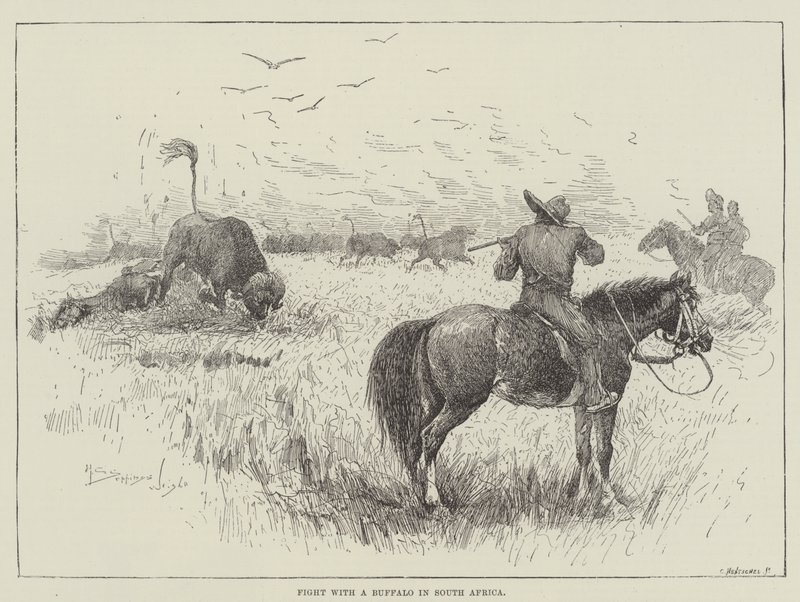 Kjemp med en bøffel i Sør-Afrika av Henry Charles Seppings Wright