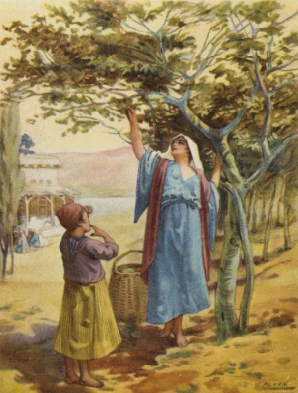 Samle fiken (farge litho) av Henry Andrew Harper