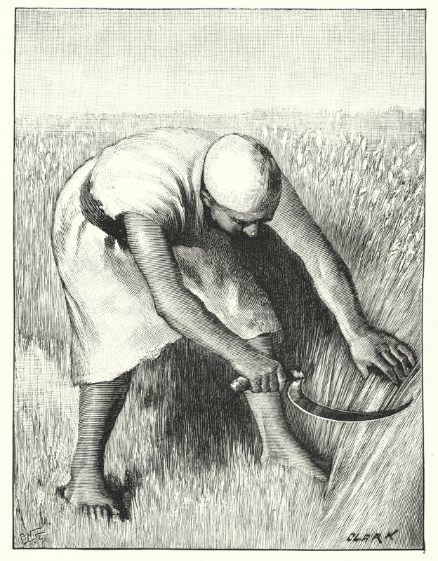 Høste i øst (litho) av Henry Andrew Harper