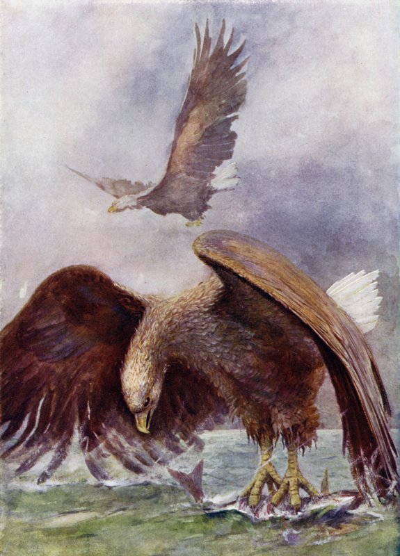 Et havørnfiske av Henry Charles Seppings Wright
