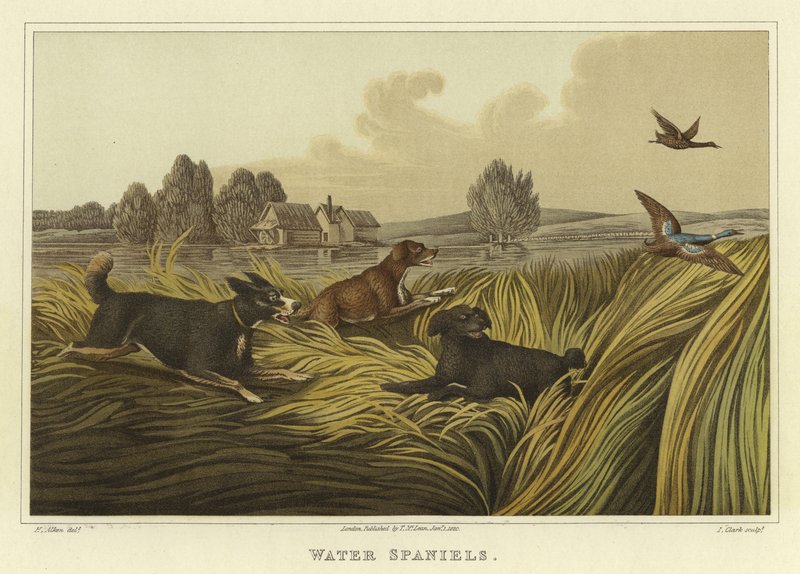 Vannspaniels (chromolitho) av Henry Thomas Alken
