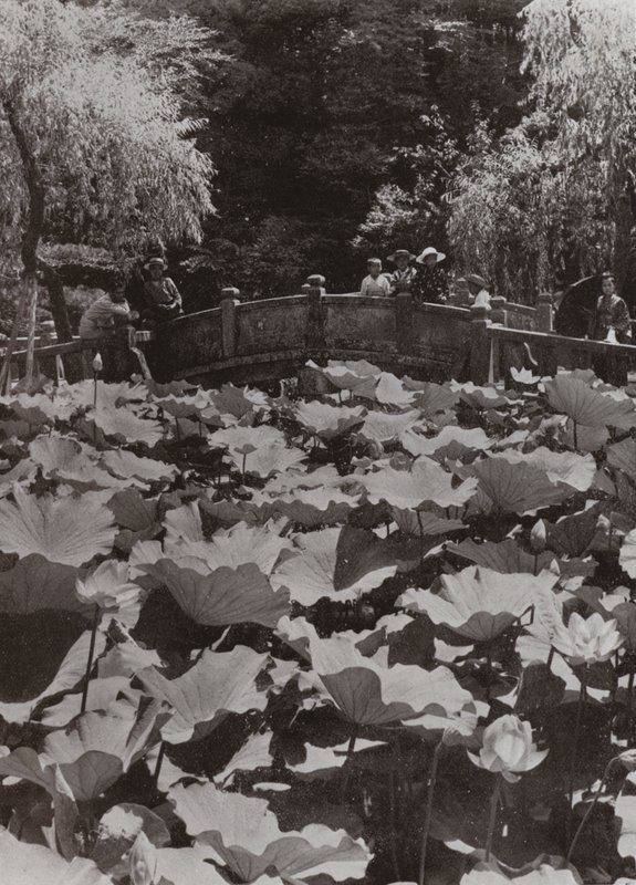 En Lotus-dam (s/hvitt bilde) av Herbert Ponting