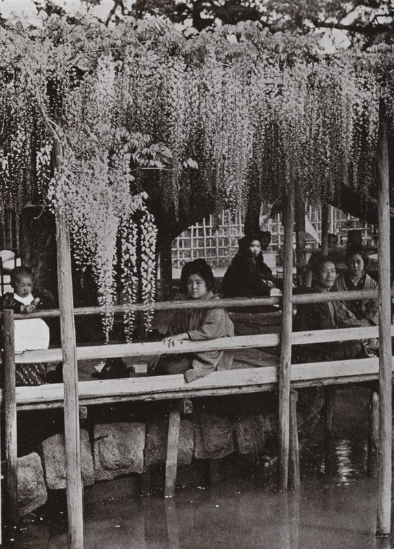 En Wistaria-arbor ved Kameido (s/hv-bilde) av Herbert Ponting