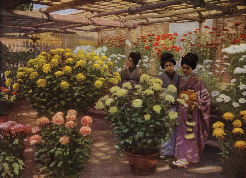 På Chrysanthemum Show (bilde) av Herbert Ponting