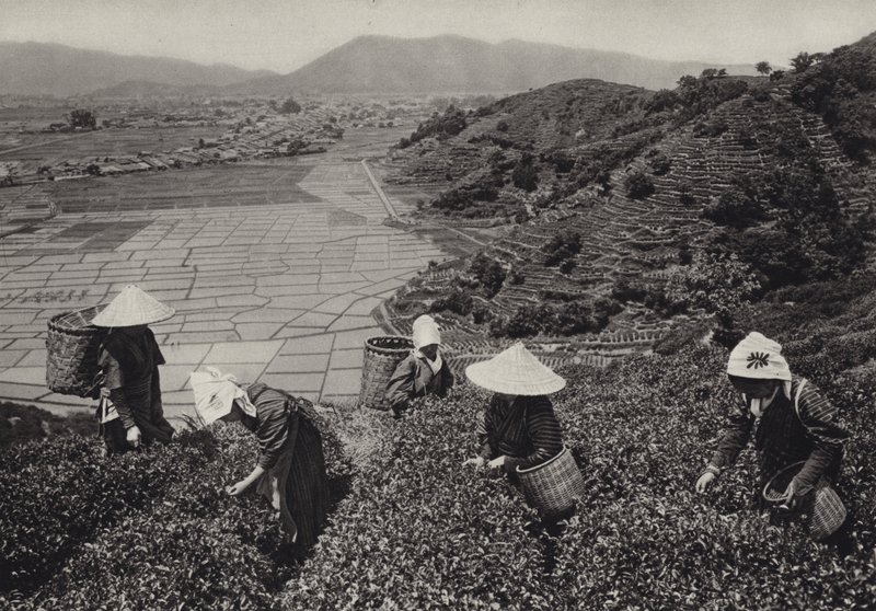 Japan på 1920-tallet: Tehøst (s/hvitt-bilde) av Herbert Ponting
