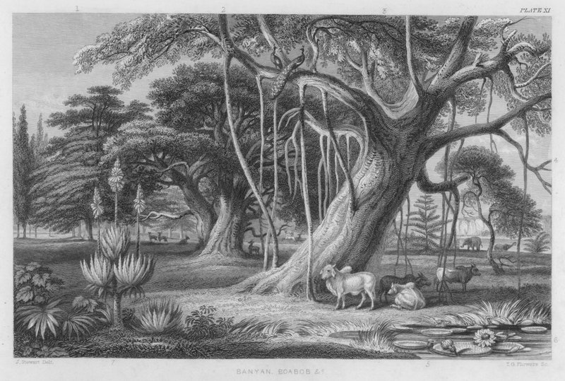 Banyan, Boabob etc (farget gravering) av J. (after) Stewart
