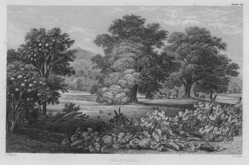 Frukttrær (farget gravering) av J. (after) Stewart