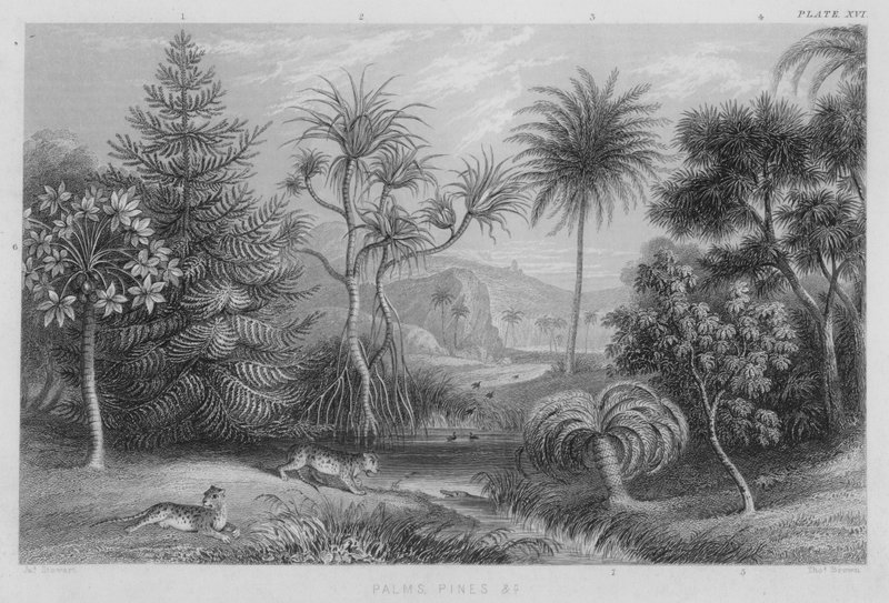 Palmer, furu etc (farget gravering) av J. (after) Stewart