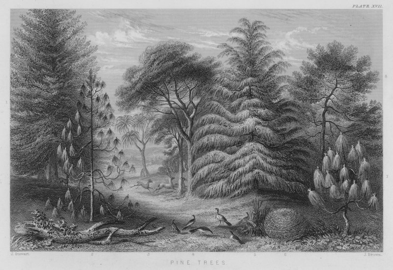 Pinetrær (farget gravering) av J. (after) Stewart