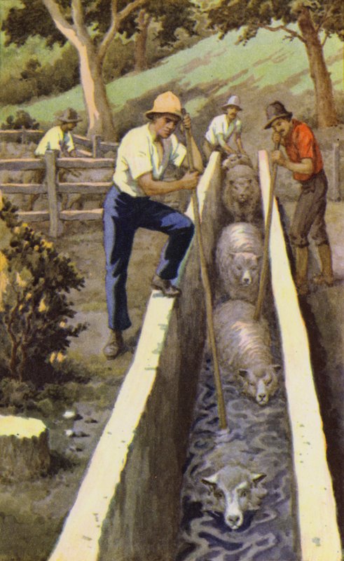 Sauedipping (farge litho) av J. Macfarlane