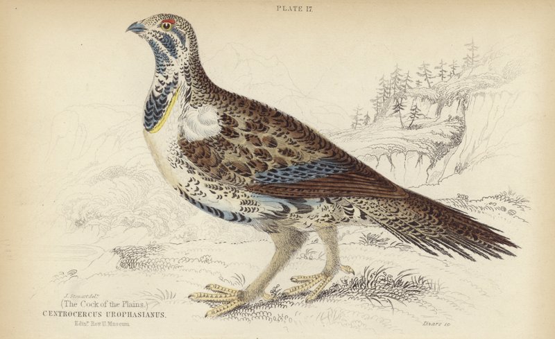 Centrocercus Urophasianus av J. Stewart