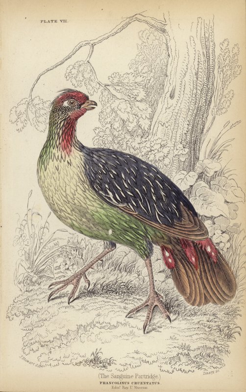 Sanguine Patridge av J. Stewart