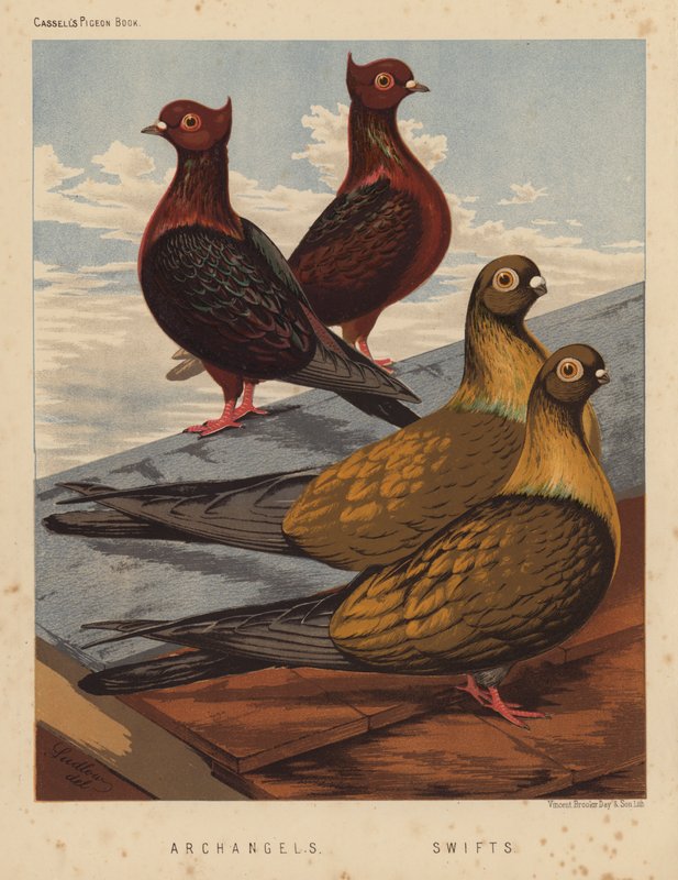 Duer: Erkeengler; Swifts (farge litho) av J. W. (after) Ludlow