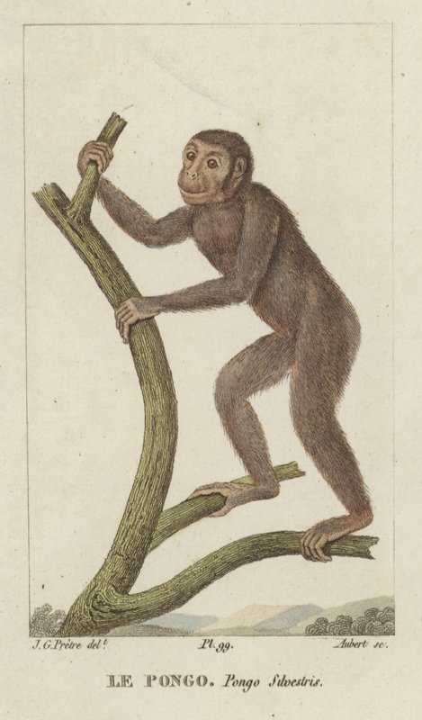 Pongo (Orangutang) av Jean Gabriel Pretre